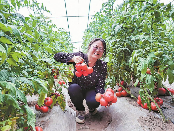马雅玲展示试种成功的大果番茄。  （资料图片）