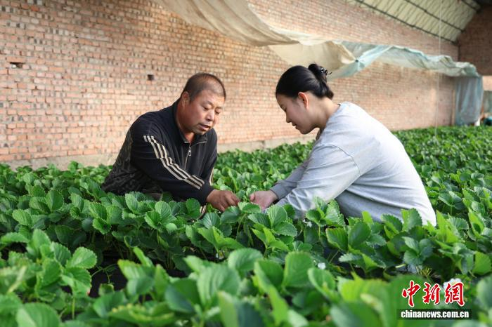  图为侯彤彤与父亲交流草莓田间管理技术。　曾令刚 摄