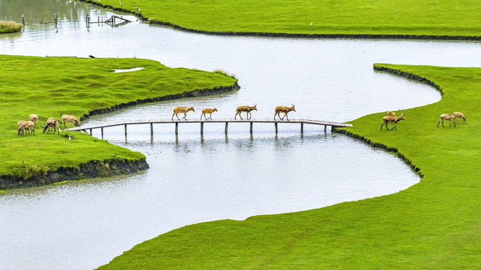 在江苏省泰州市姜堰区溱湖国家湿地公园，一群麋鹿通过独木桥。 图源新华社