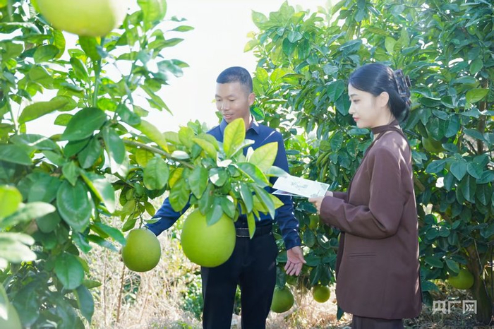 达人们走进柚子种植基地（央广网记者 张顺鹏 摄）