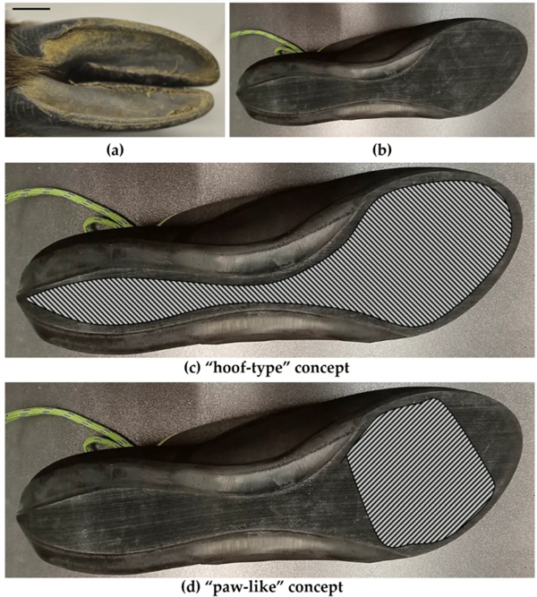 △ 现在的一些专业攀岩鞋的仿生对象就是山羊蹄子