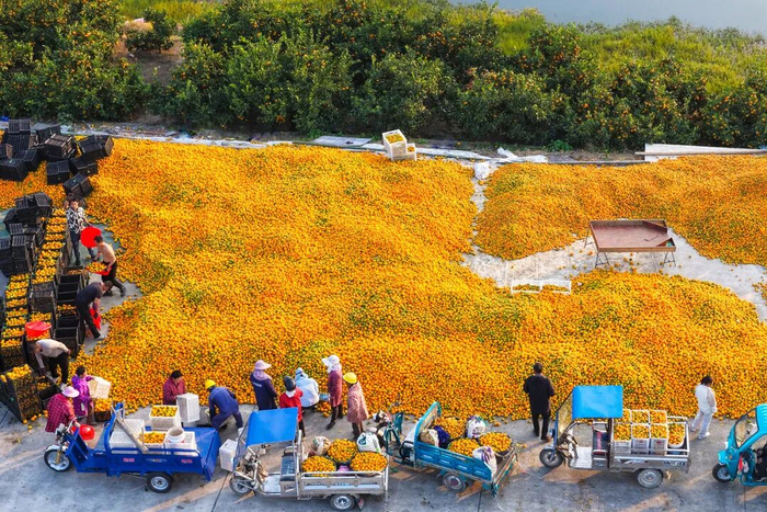 11月22日，三门县浦坝港镇圩岙村柑橘收购现场一派繁忙景象 图源：潮新闻客户端