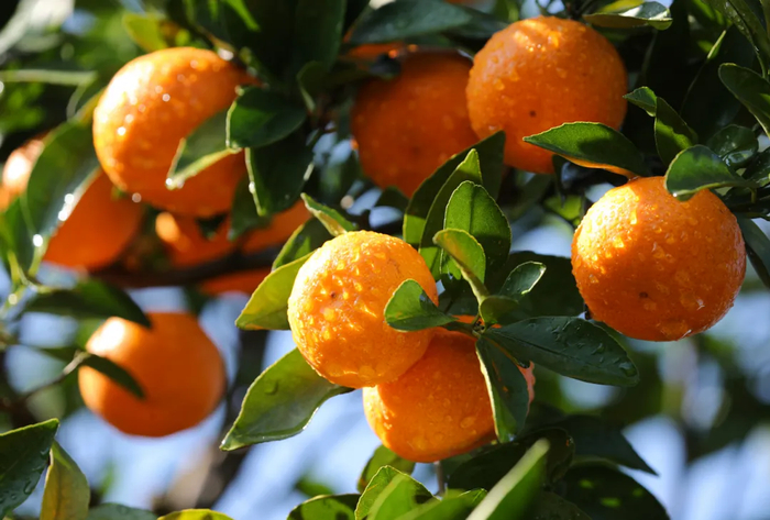 图源：“黄岩文旅”微信公众号