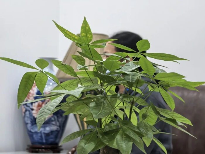 顾太太接受媒体采访。