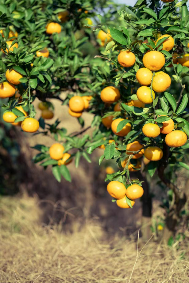 涌泉蜜橘 图源：“都市快报”微信公众号