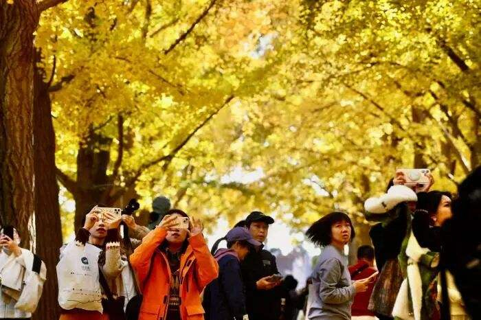 游客在地坛公园观赏秋色 摄影/北京青年报记者 付丁 杨益