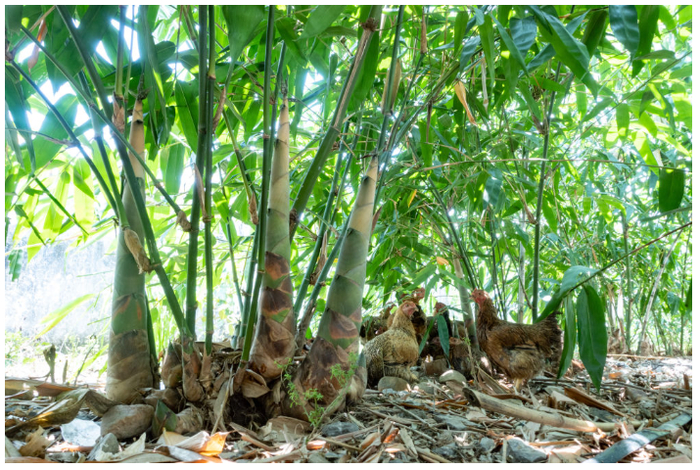 图为广东清远英德市大站镇下楼村麻竹笋。（受访者供图）