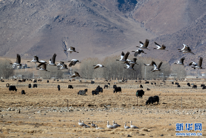 海豚26款配置参数