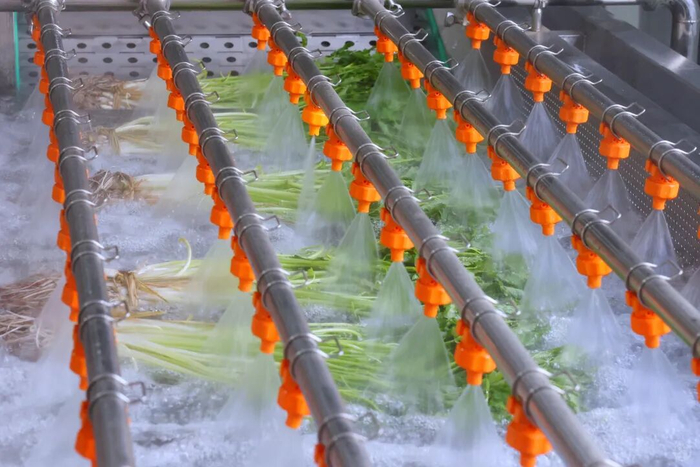 ▲图为智能化清洗装箱一体机清洗刚从田间采收来的水芹。