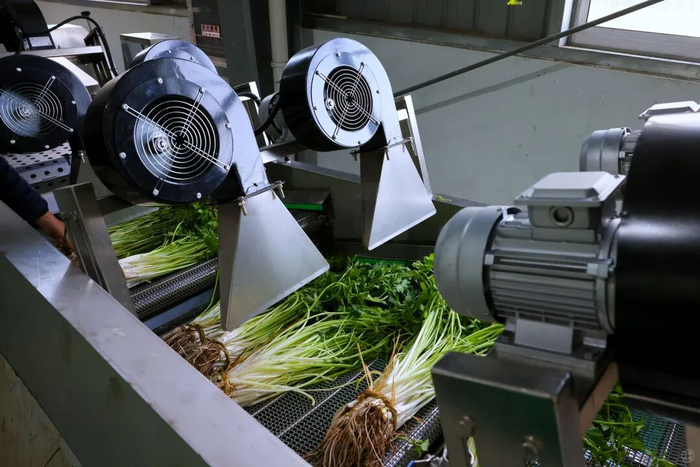 ▲图为智能化清洗装箱一体机风干清洗好的水芹。