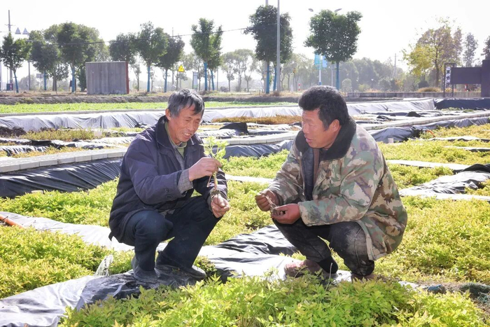 ▲图为后洪村农技人员给“芹农”讲解新品种种植注意事项。