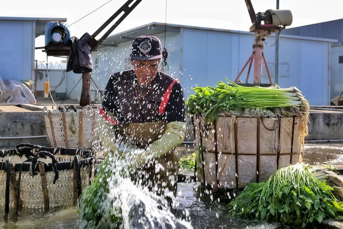 ▲图为宜兴市万石镇后洪村“芹农”清洗水芹。