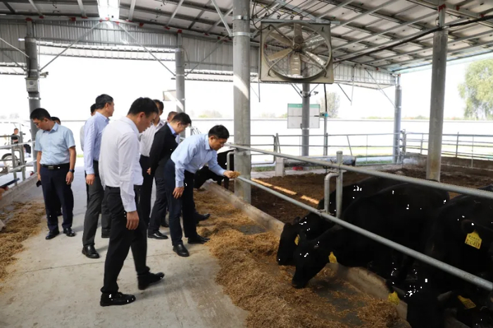 中咨公司调研组在利辛欣浩翔公司牛场调研肉牛产业发展情况