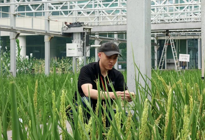 董楠卿在崖州湾国家实验室试验田。