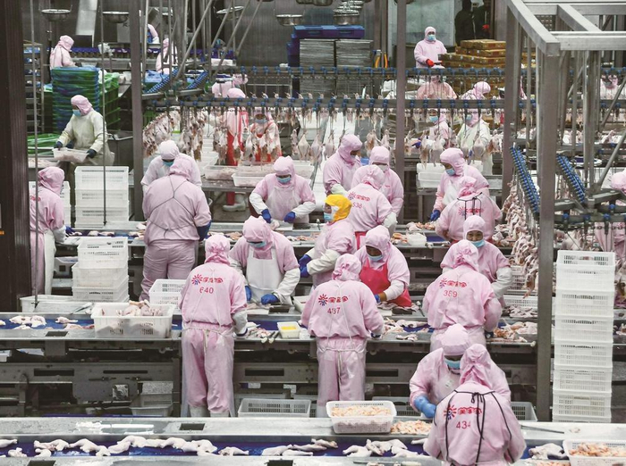     图为河北美客多食品集团股份有限公司肉鸡屠宰加工车间。本报记者 徐慧 摄