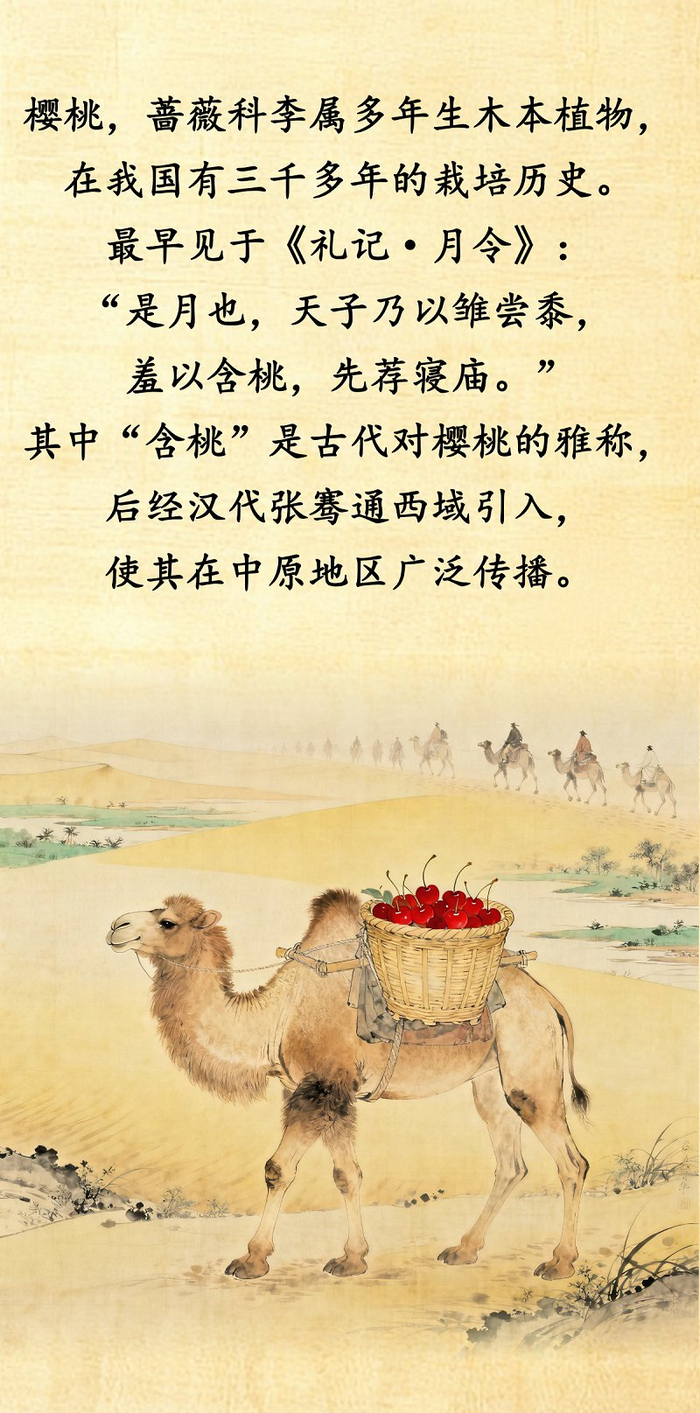 “果说”廉韵丨樱桃：丹心一颗 清廉自守