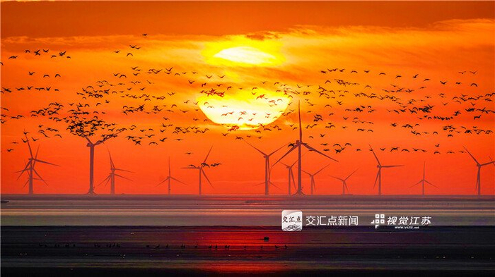 11月16日清晨，盐城东台条子泥湿地，大雁与风车共舞。孙华金摄  视觉江苏网供图