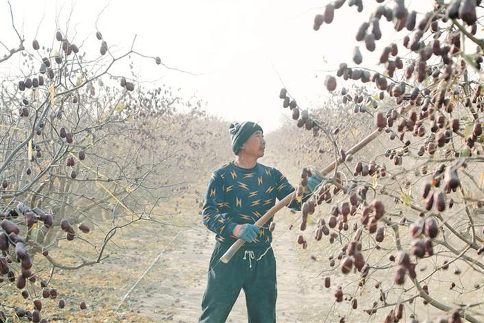 11月11日，十四师二二四团八连职工在枣园打枣。史吉如 摄