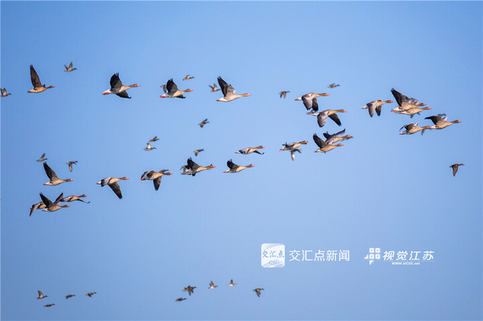 11月20日，盱眙县，大批候鸟在龙泉湖栖息、飞翔。张照军摄 视觉江苏网供图