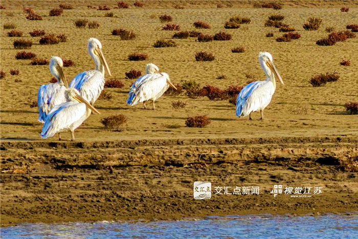 12月1日，盐城东台条子泥湿地，国家一级保护动物卷羽鹈鹕正在享受冬日暖阳。通讯员 李东明 新华日报·交汇点记者 吴胜摄