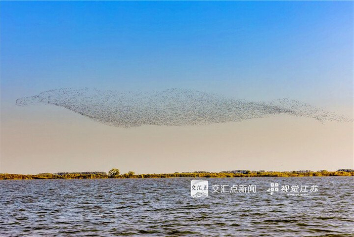 11月19日，宿迁市泗洪县洪泽湖湿地保护区双沟段，数万只越冬候鸟在空中翱翔，甚是壮观。李佳摄 视觉江苏网供图