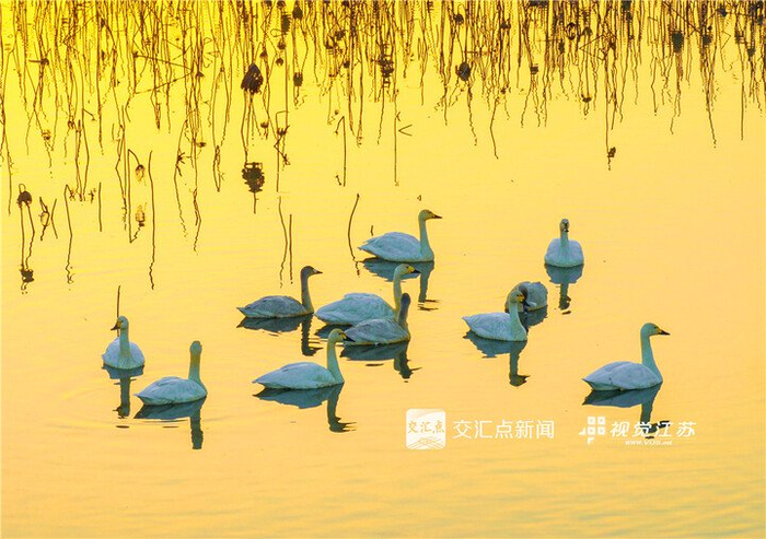 11月30日，一群小天鹅在兴化里下河国家湿地公园内栖息、觅食，成为水乡冬日一道美丽风景。周社根摄 视觉江苏网供图