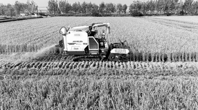     江苏连云港无人驾驶收割机穿梭田间收割水稻。光明图片/视觉中国