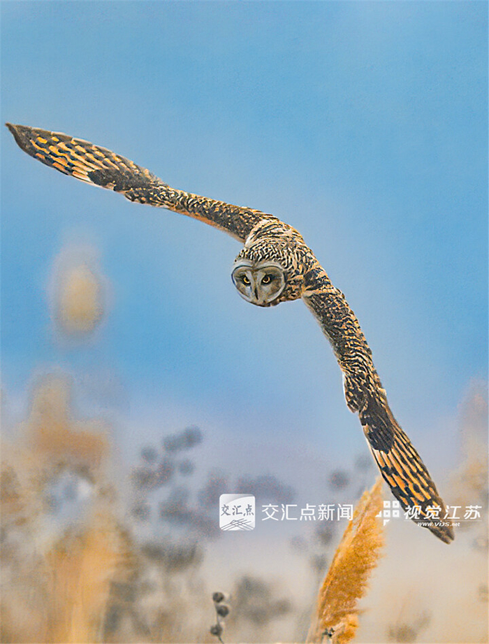 12月1日，南京绿水湾湿地，国家重点保护二级野生动物短耳鸮在低飞觅食。刘世同摄 视觉江苏网供图