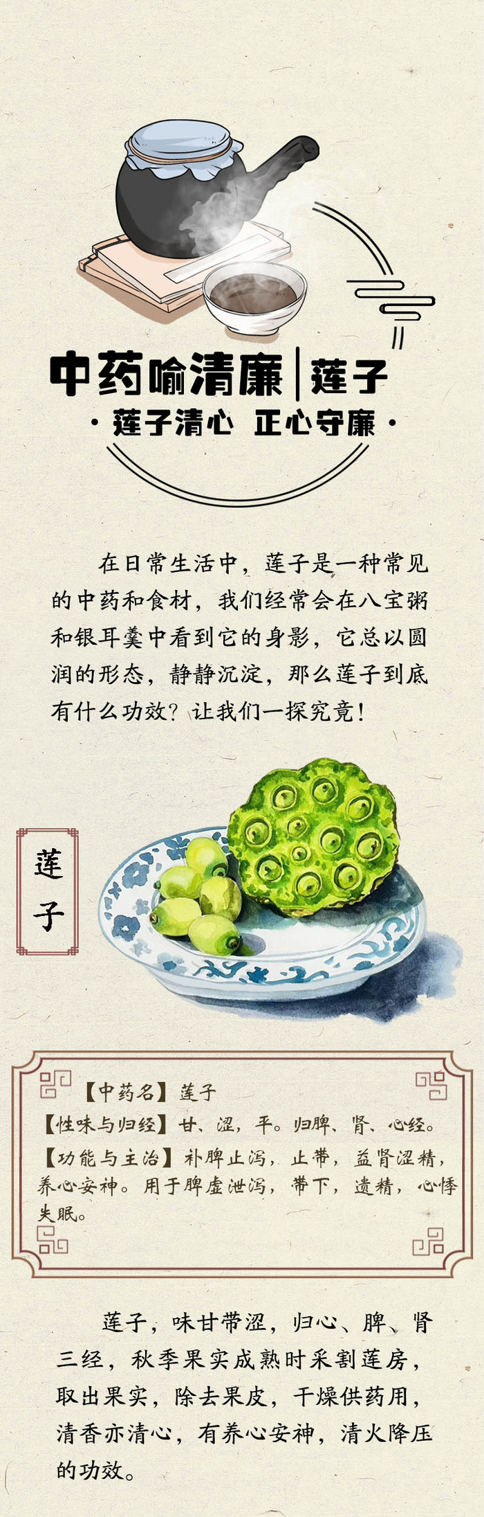 中药喻清廉丨莲子：莲子清心 正心守廉