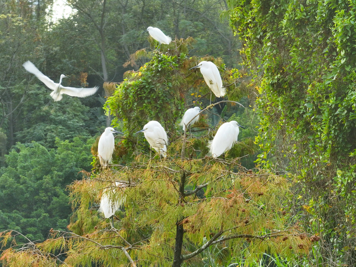 白鹭舞，冬景美。在梧州市玫瑰湖公园，成群南归过冬的白鹭正在公园内栖息、飞舞、觅食。（梧州市纪委监委供  林志清/摄）