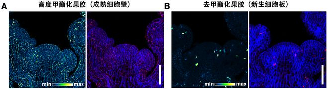 拟南芥分生组织干细胞的细胞壁“二元修饰”模式。本文图片均为 中国科学院分子植物科学卓越创新中心 供图
