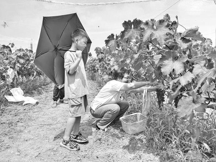 　　游客在野狐坡村采摘葡萄 本报记者 董唯韦摄