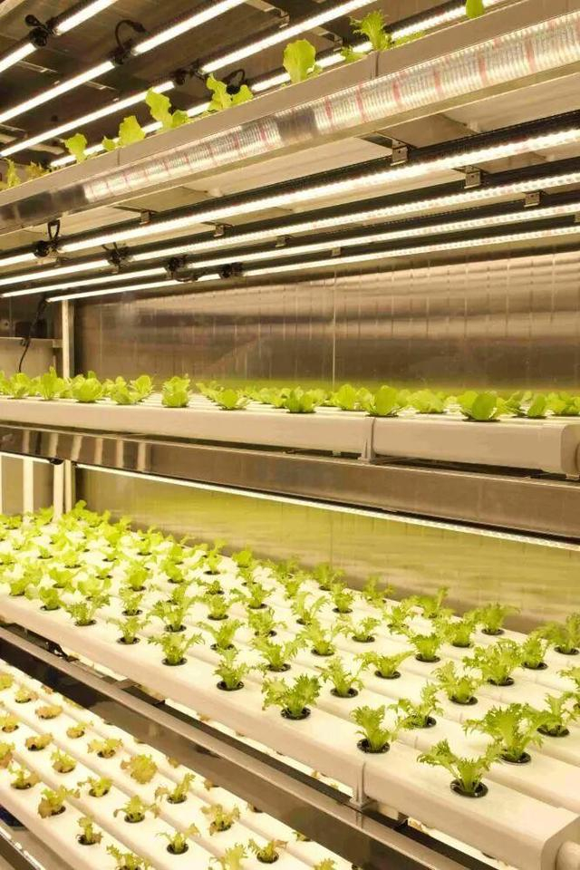 生产1千克菜菇实际能耗水平仅为3度电左右。图片由中船国际提供