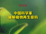 中国科学家破解植物再生密码，首次揭示细胞壁超微结构对干细胞稳态的决定性作用