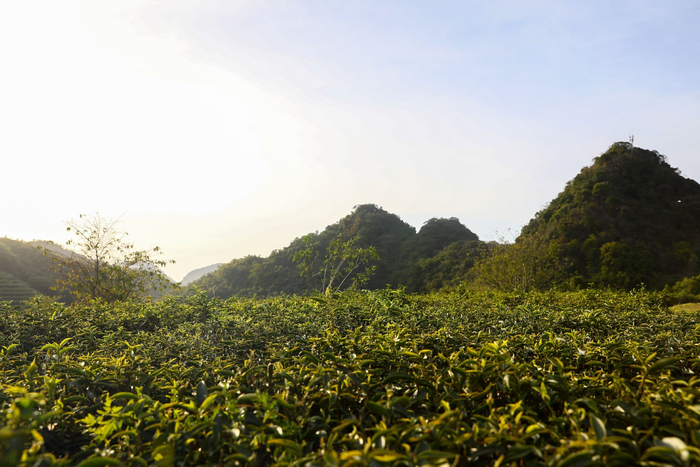 积庆里红茶谷