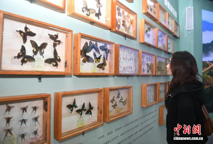 12月7日，游客参观金平县蝴蝶文化展示中心。　黄兴鸿 摄