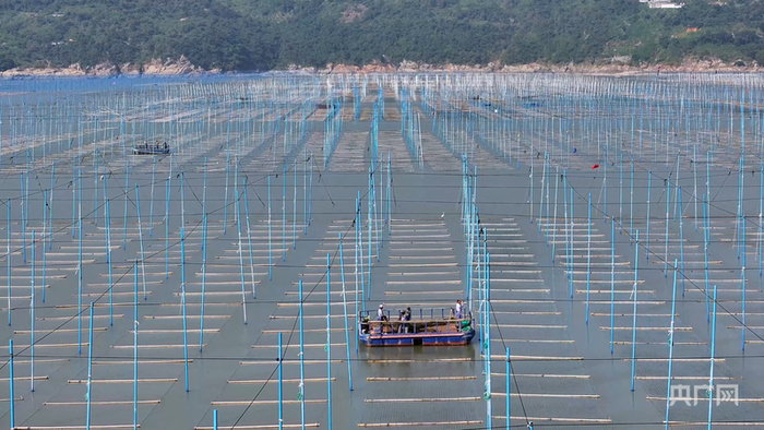 在苍南大渔湾，玻璃钢插杆替代了传统的毛竹插杆（央广网发 陈盛华 摄）