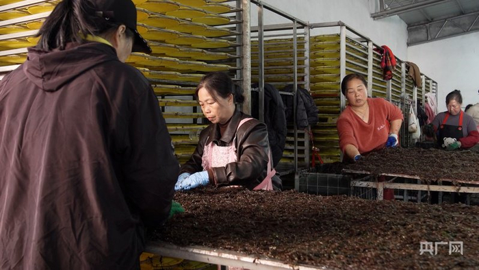 工人们将洗净的紫菜铺平以便后续烘干（央广网见习记者 于东冉 摄）