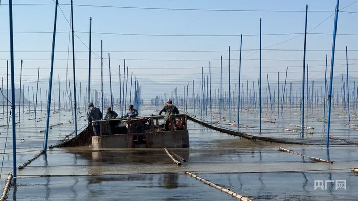 养殖户正在采收头水紫菜（央广网记者 李晓晓 摄）