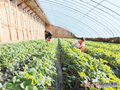 【图片新闻】庆阳市西峰区肖金镇种植户采摘草莓
