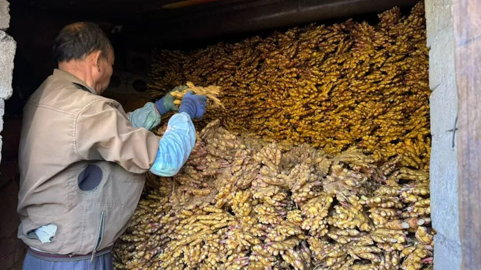 图为村民正抓紧将采收的生姜存入窖中