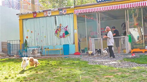 在南昌新势力文创公园“Puppy Puppy狗狗幼稚园”内，宠物狗正在接受训练。 记者 罗晋粤摄