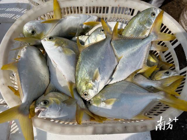 活蹦乱跳的金鲳鱼从湛江海域打捞上岸。林露 摄