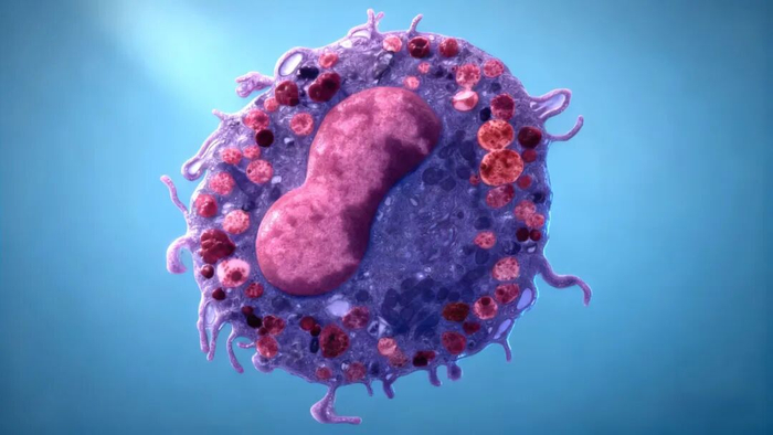 ▲ 装载溶瘤病毒的肥大细胞