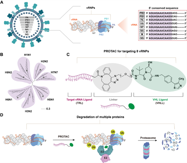 PROTAC介导的多病毒蛋白降解的示意图