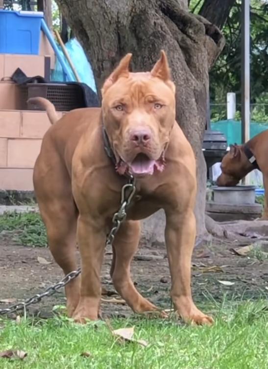 比特犬：示意图