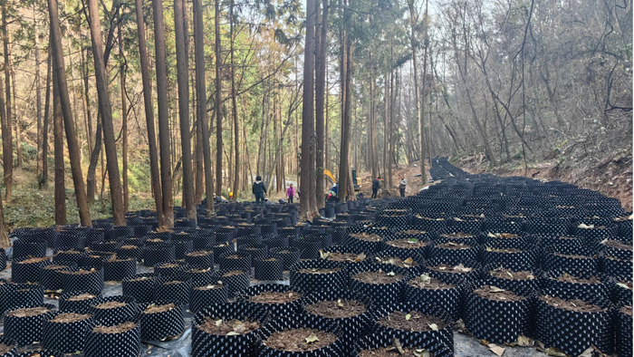 十堰市茅箭区林下黄精基地（央广网发  十堰市茅箭区融媒体中心供图）