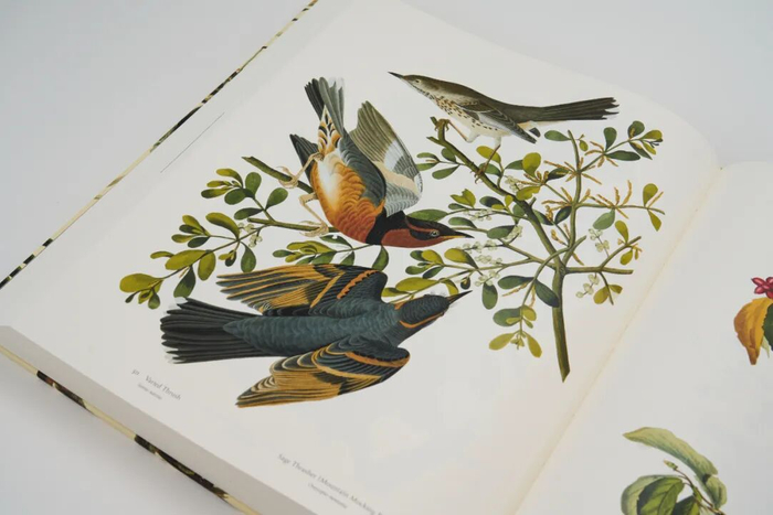 　　作者：Audabon John James