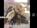 快递站旁大量幼犬幼猫被弃，生命岂能一扔了之 | 新京报快评