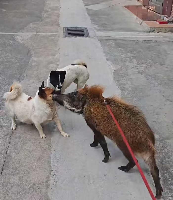 　　面条和街上的小狗（视频截图）